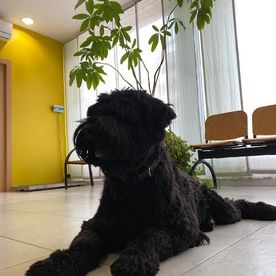 Centre Veterinari La Cala perro en sala de espera de veterinaria